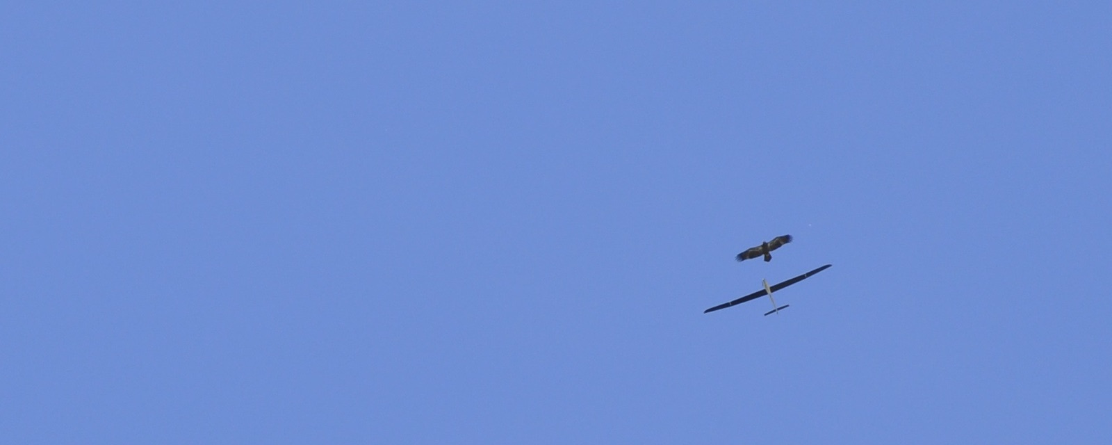 AutoSOAR flying in a thermal with a young bald eagle, 2015. Photo by Chris Bovais, Naval Research Lab.